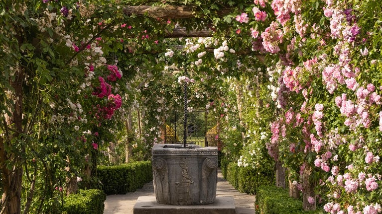 A view of the Rose Garden pergola at Polesden Lacey covered with pink roses